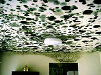 Mold on a ceiling in a Charlotte home