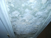 Mold caused by Humidity